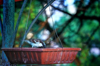 Close-up of a bird