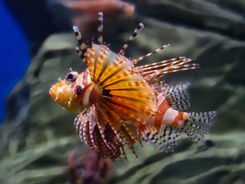 Close-up of fish swimming in sea