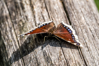 Mourning cloak