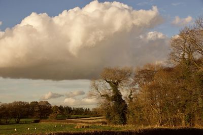 Trees on field against sky during autumn