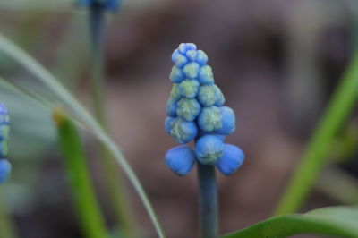 Close up of flower