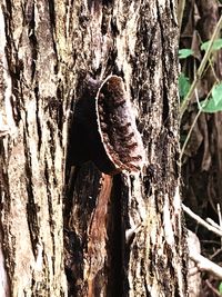 Close-up of tree trunk in forest