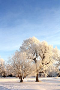 Trees on snow covered field against sky