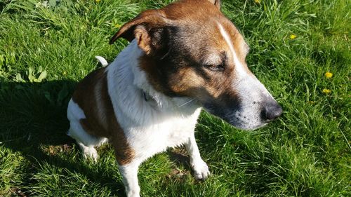 Dog looking away on grassy field