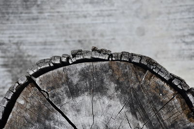 Close-up of tree stump