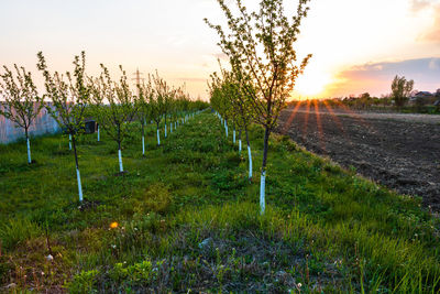 Scenic view of field against sky during sunset