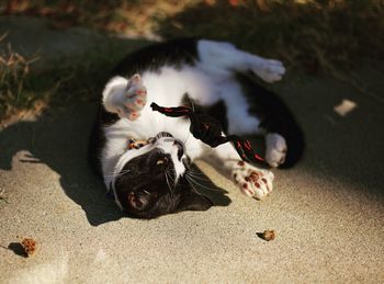 High angle view of cat on floor