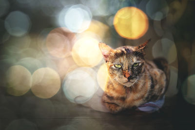 Portrait of cat sitting by illuminated lights