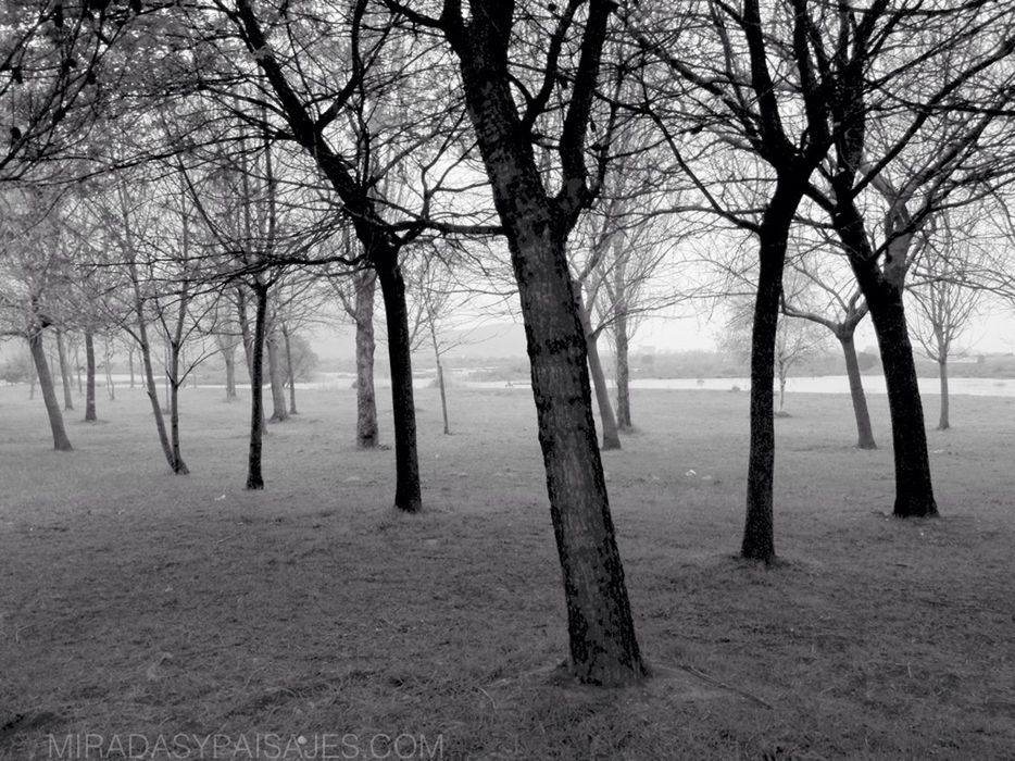 tree, bare tree, tree trunk, tranquility, tranquil scene, nature, branch, scenics, beauty in nature, landscape, sky, non-urban scene, field, idyllic, no people, day, outdoors, growth, water, remote