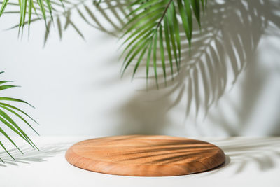 Close-up of palm tree