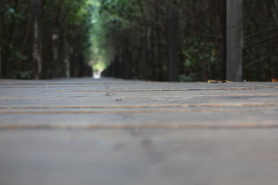 Surface level of empty road in forest