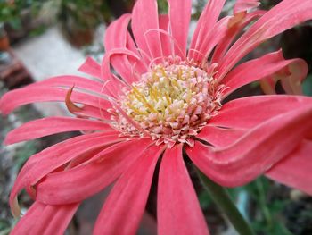 Close-up of pink flower blooming outdoors