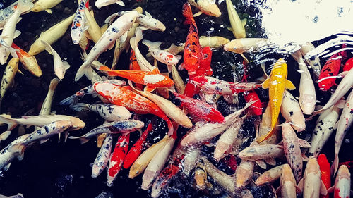 Close-up of koi carps swimming in water