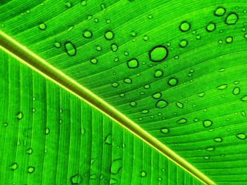 Close-up of raindrops on green leaves