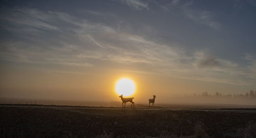 Silhouette of horse on beach against sky during sunset