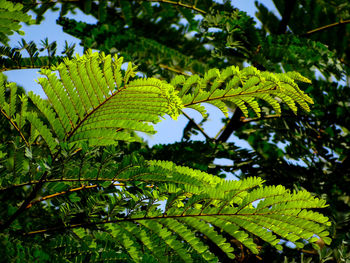 Low angle view of fern leaves against trees