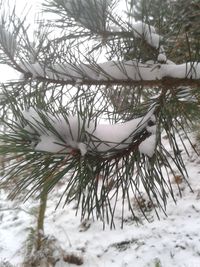 Trees on snow covered landscape