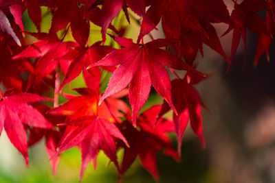 Close-up of red maple leaves