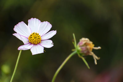 Close-up of cosmos flower blooming outdoors