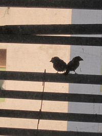 Bird perching on shadow