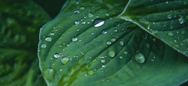 Close-up of raindrops on leaves