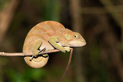 Close-up of a lizard