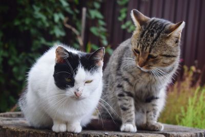 Close-up portrait of kitten sitting outdoors