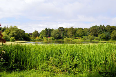 Scenic view of grassy field against cloudy sky