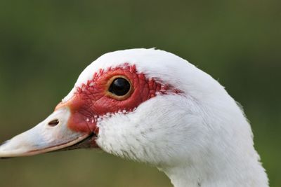 Close-up of a bird