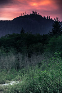 Scenic view of forest during sunset