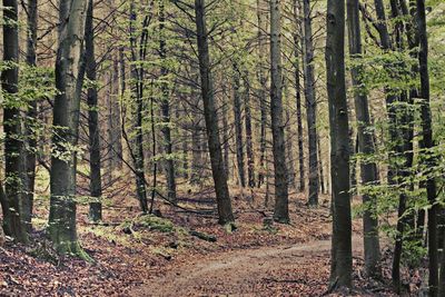 Scenic view of forest