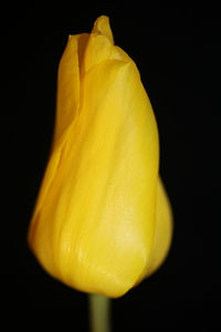 Close-up of yellow rose against black background