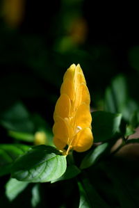 Close-up of yellow flower blooming outdoors