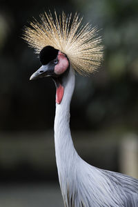 Close-up of bird against clear sky