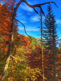 Low angle view of trees in forest during autumn