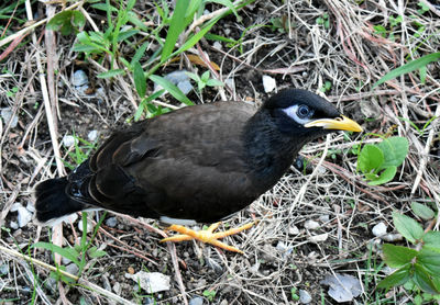 High angle view of bird perching on a field