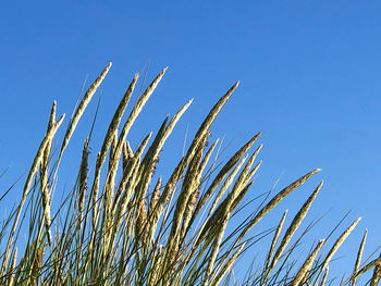 Low angle view of stalks against blue sky