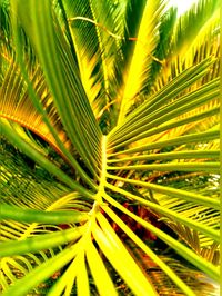 Close-up of palm leaves