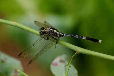 Close-up of dragonfly on leaf