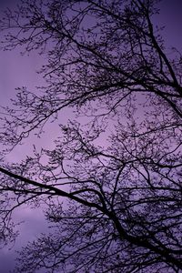 Low angle view of bare trees against sky