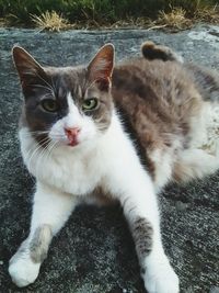 Close-up portrait of cat