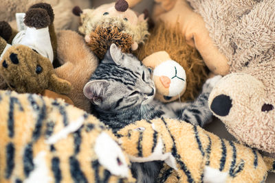 Cat amidst stuffed toys