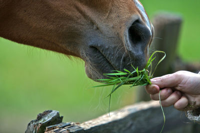 Cropped hand of woman feeding grass to horse