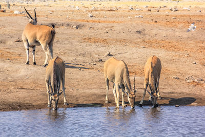 Oryxes drinking water from lake