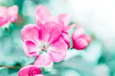 Close-up of pink flowering plant