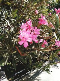 Pink flowers blooming outdoors