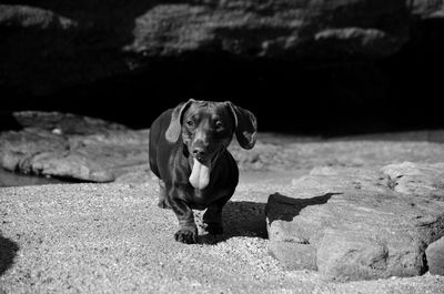 Portrait of dog standing on rock