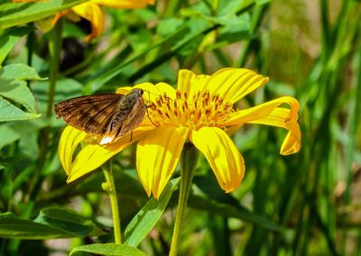 Close-up of bee pollinating on yellow flower