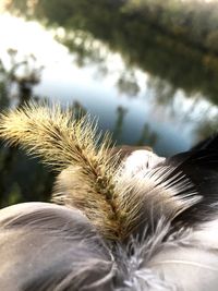 Close up of coconut
