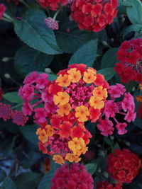 Close-up of flowering plants in park